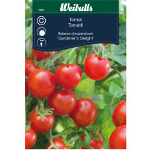 Tomat 'Gardener's delight'